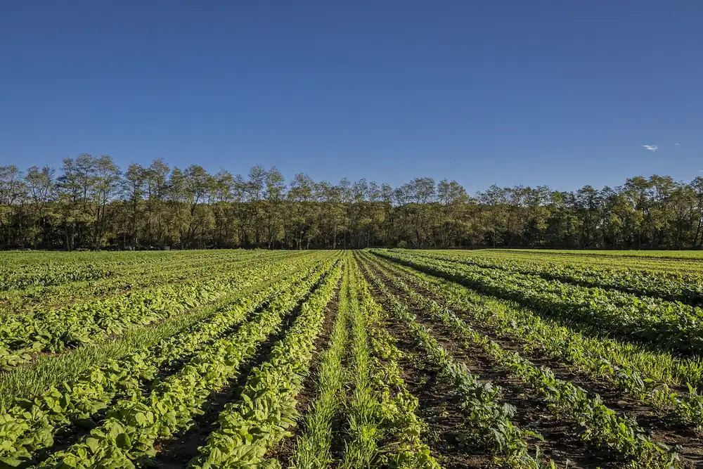 Parcelles cultivées en maraîchage bio sur foncier communal