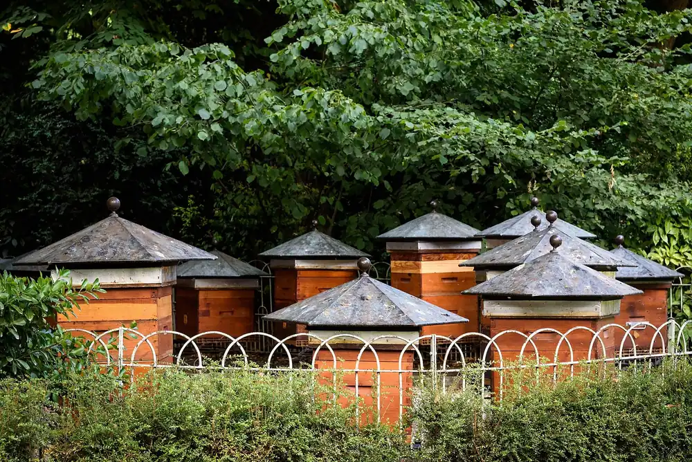 Rucher communal avec ruche pour apiculture locale.