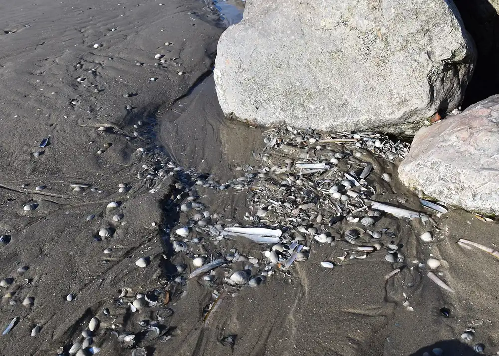 Pratiques de pêche à pied en milieu naturel.