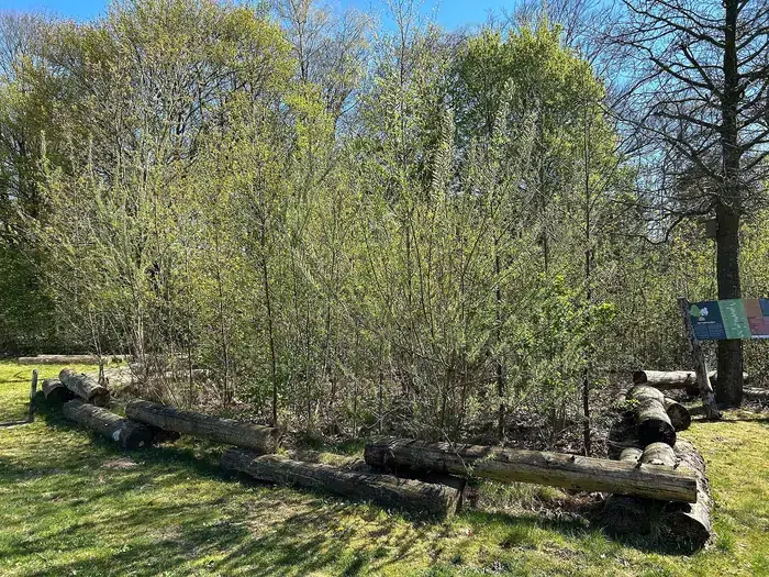 Forêt urbaine : un havre de paix en ville.