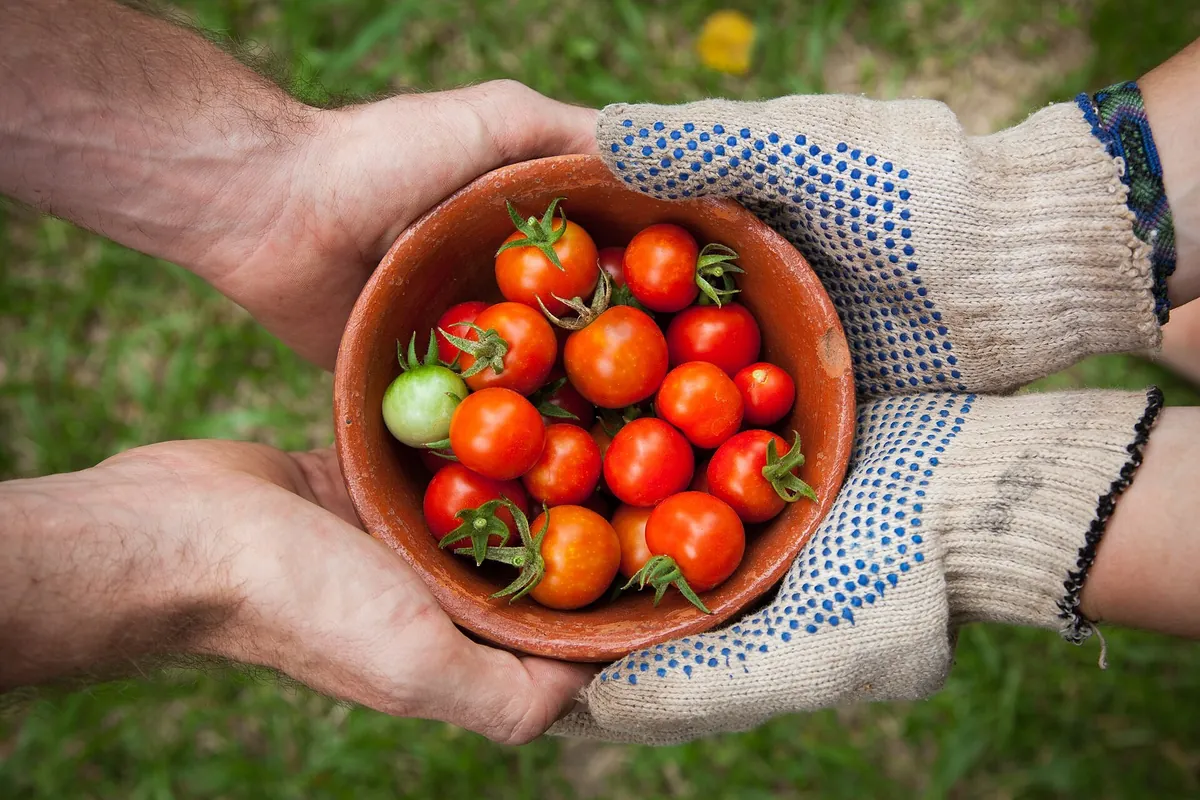 Restauration bio scolaire pour une alimentation saine.