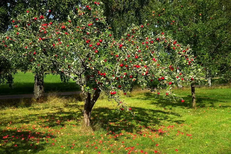 Jardins fruitiers : cultivez vos propres fruits.
